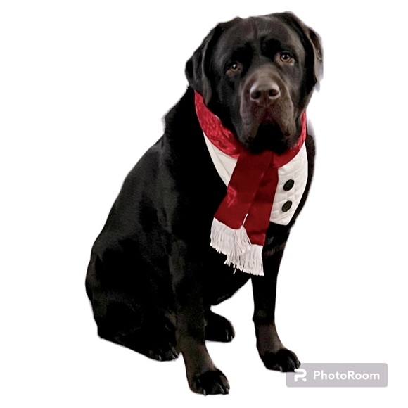 Meet Retired Service Dog Bear - Picture 3 of 4